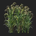 Tall Green Crop Plants With Long Leaves Seed Heads And Height Measurement Scale