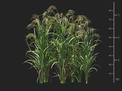 Tall Green Crop Plants With Long Leaves Seed Heads And Height Measurement Scale 3d model