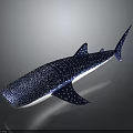 Whale Shark With Smooth Blue Body White Spots And Stripes On Dark Background