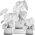 Stylish Indoor Garden Decor With Variegated Leafy Plants In White Ceramic Pots