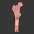 Human Bone Organ Structure Displaying Diaphysis Epiphysis And Marrow Cavity Details
