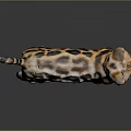 Spotted Brown And White Cat Standing On Gray Background With Yellow Eyes