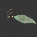Green Leaf Shaped Euglena With Yellow Flagellum And Transparent Texture On Black Background With Reflection