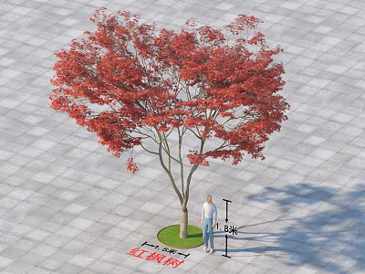 Red Maple Tree With Vibrant Red Leaves On Green Lawn And Stone Pavement 3d model