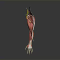 Human Muscle Anatomy 3D Model Showing Muscle Fibers And Tendons Structure