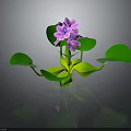 Vibrant Plant With Green Leaves And Purple Flowers On Dark Background With Reflection