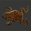 Vibrant Red And Yellow Patterned Toad With Open Mouth On Glossy Surface Showing Reflection