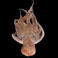 Detailed Brown Marine Squid With Extended Tentacles Isolated On Black Background