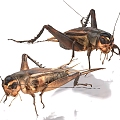 crickets crickets insects 3d model