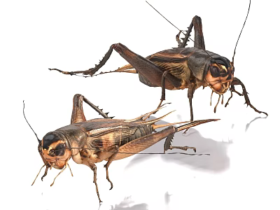 Detailed View Of Two Brown And Black Flying Animal Crickets On White Background 3d model