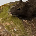 Realistic Animal Decorative Ornament Set with Brown Mouse Green Moss and Dry Grass on Rock