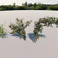 Various Types of Green Vines With Leaves and Yellow Flowers for Home and Garden Decoration