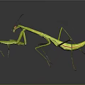 Green Praying Mantis With Long Legs And Distinctive Posture On Dark Background