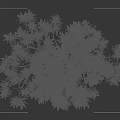 Arbor With Lush Variegated Foliage And Slender Trunk Against Dark Background With Human Silhouette