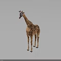 Standing Giraffe Model With Spotted Pattern On Gray Background And Floor Reflection