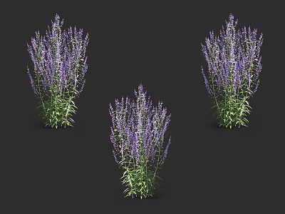 Three Vibrant Purple Flower Plants With Green Leaves On Black Background 3d model