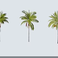 Three Palm Trees Against Light Blue Background With Long Shadows Cast On Ground 3d model