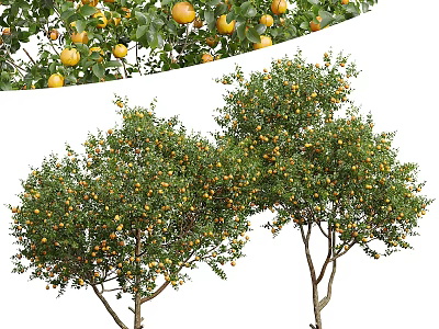 Lush Fruit Bearing Arbor With Abundant Yellow Fruits And Green Foliage 3d model