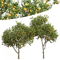 Lush Fruit Bearing Arbor With Abundant Yellow Fruits And Green Foliage