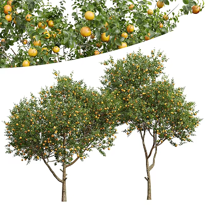 Lush Fruit Bearing Arbor With Abundant Yellow Fruits And Green Foliage 3d model