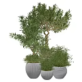 Elegant Olive Bonsai Tree with Lush Green Leaves and Curved Trunk in Stylish Pot for Indoor Garden