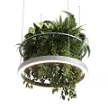 Illuminated Circular Chandelier Filled With Lush Green Ferns And Hanging Plants