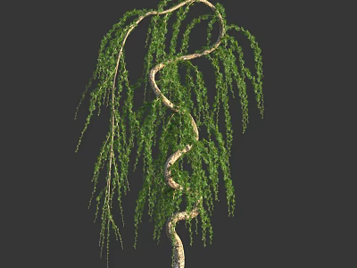 Lush Green Weeping Willow Tree With Curved Trunk And Hanging Branches 3d model