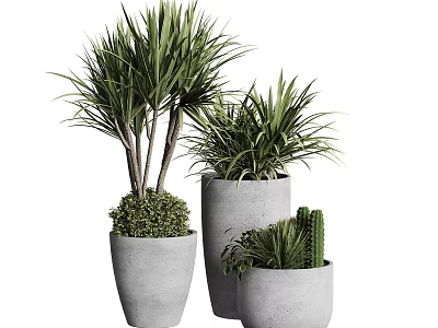 Various Potted Plants With Different Green Foliage In Gray Cement Pots For Indoor Decoration 3d model