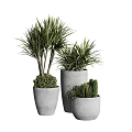 Various Potted Plants With Different Green Foliage In Gray Cement Pots For Indoor Decoration