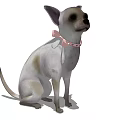 Cute Chihuahua Dog With Pink Bow Collar Sitting On White Background