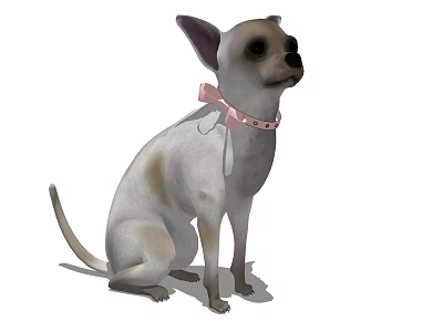 Cute Chihuahua Dog With Pink Bow Collar Sitting On White Background 3d model