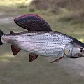 Aquatic Fish With Streamlined Body Red Fins Silver Striped Skin And Black Head