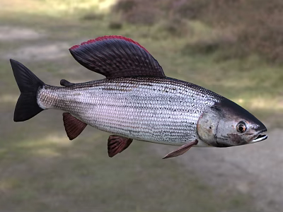 Aquatic Fish With Streamlined Body Red Fins Silver Striped Skin And Black Head 3d model Aquatic Fish With Streamlined Body Red Fins Silver Striped Skin And Black Head 3d model
