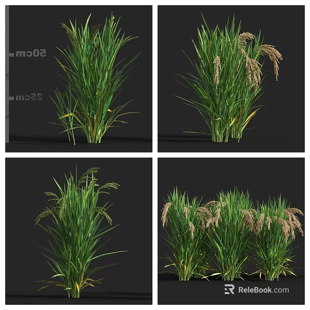 Multiple Green Grass Plants With Flower Spikes And Lush Foliage Displayed From Different Angles 3d model 