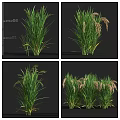 Multiple Green Grass Plants With Flower Spikes And Lush Foliage Displayed From Different Angles 3d model