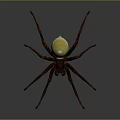 Realistic Spider Model With Dark Legs And Shiny Yellow Abdomen On Dark Background