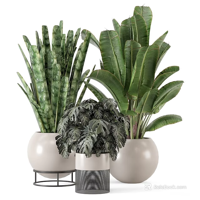 Various Potted Plants With Different Leaf Shapes In White Ceramic Pots 3d model 