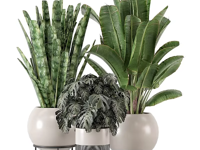 Various Potted Plants With Different Leaf Shapes In White Ceramic Pots 3d model