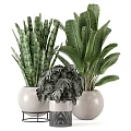 Various Potted Plants With Different Leaf Shapes In White Ceramic Pots