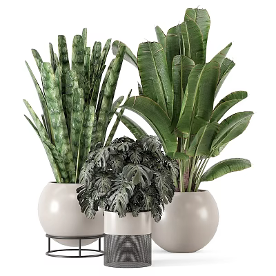 Various Potted Plants With Different Leaf Shapes In White Ceramic Pots 3d model