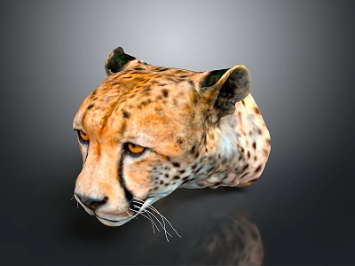 Detailed Cheetah Head with Distinctive Spots Alert Eyes and Natural Whiskers 3d model