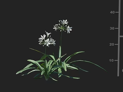 White Flowering Plants With Slender Leaves Dark Background And Scale Indicated Height From 10 To 40 3d model