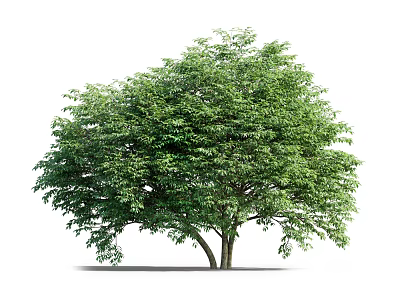 Lush Leafy Arbor with Twin Trunks and Dense Green Canopy 3d model