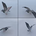 Flying Pigeon in Multiple Flight Poses on Light Colored Ground Surface 3d model