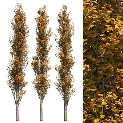 Modern Tree Poplar Landscape Tree 3d model Modern Tree Poplar Landscape Tree 3d model