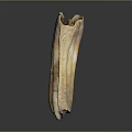 Fossilized Molar Teeth With Brown Beige Textured Surface And Multiple Roots