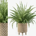 Potted Fern Plant with Lush Green Leaves and Wooden Bead Pattern Planter