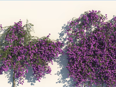 Lush Purple Vines Climbing White Wall With Abundant Purple Flowers And Shadows 3d model