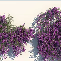 Lush Purple Vines Climbing White Wall With Abundant Purple Flowers And Shadows