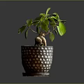 Green Leafy Potted Plant with Bulbous Root in Brown Pot with White Dots